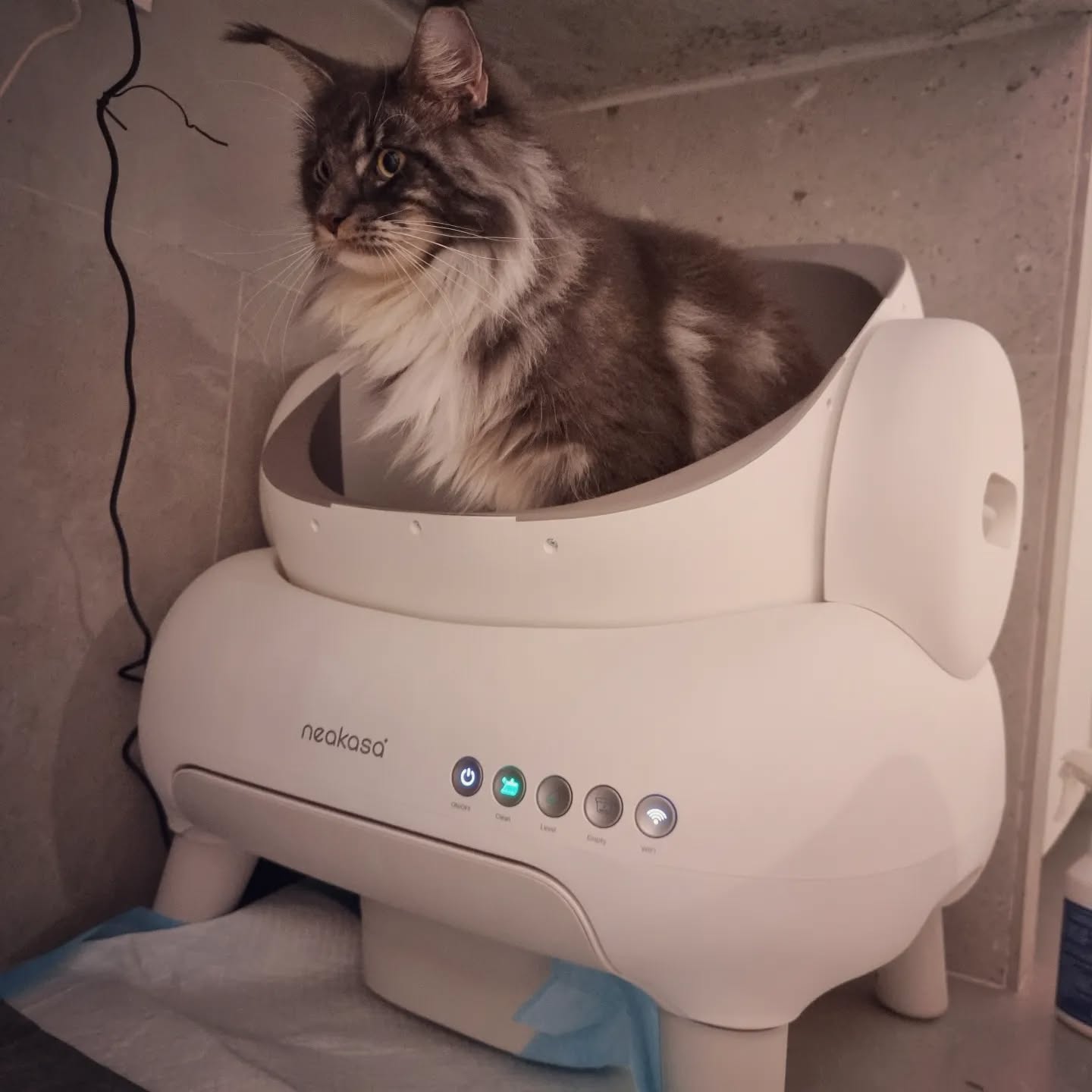 15+ Cat Litter Ideas to Keep Your Home Fresh and Feline-Friendly