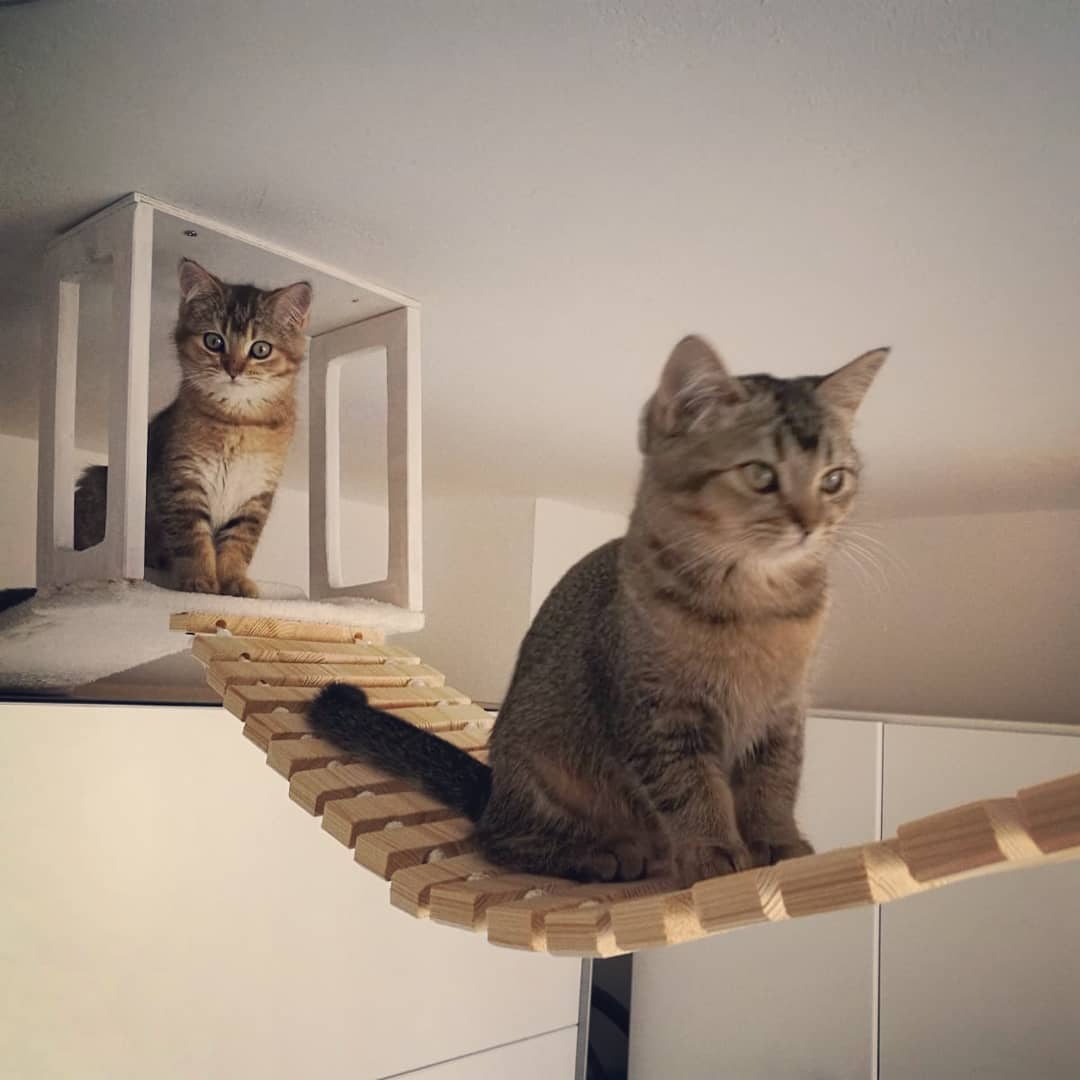 Creative Cat Walkways & Bridge Ideas: 25+ Functional Designs for Active Indoor Cats