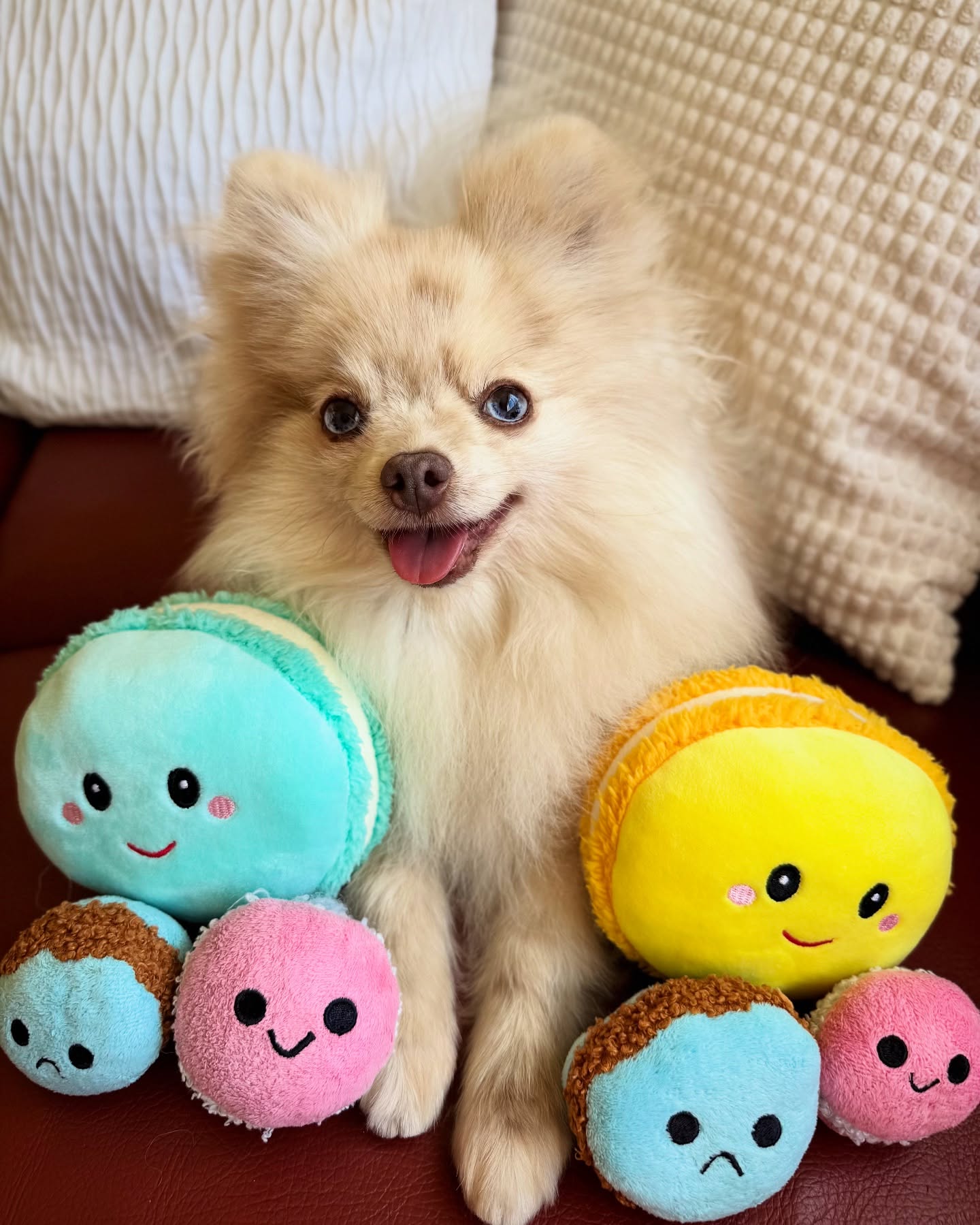 20+ Dog Toy Ideas to Keep Your Pup Physically and Mentally Engaged